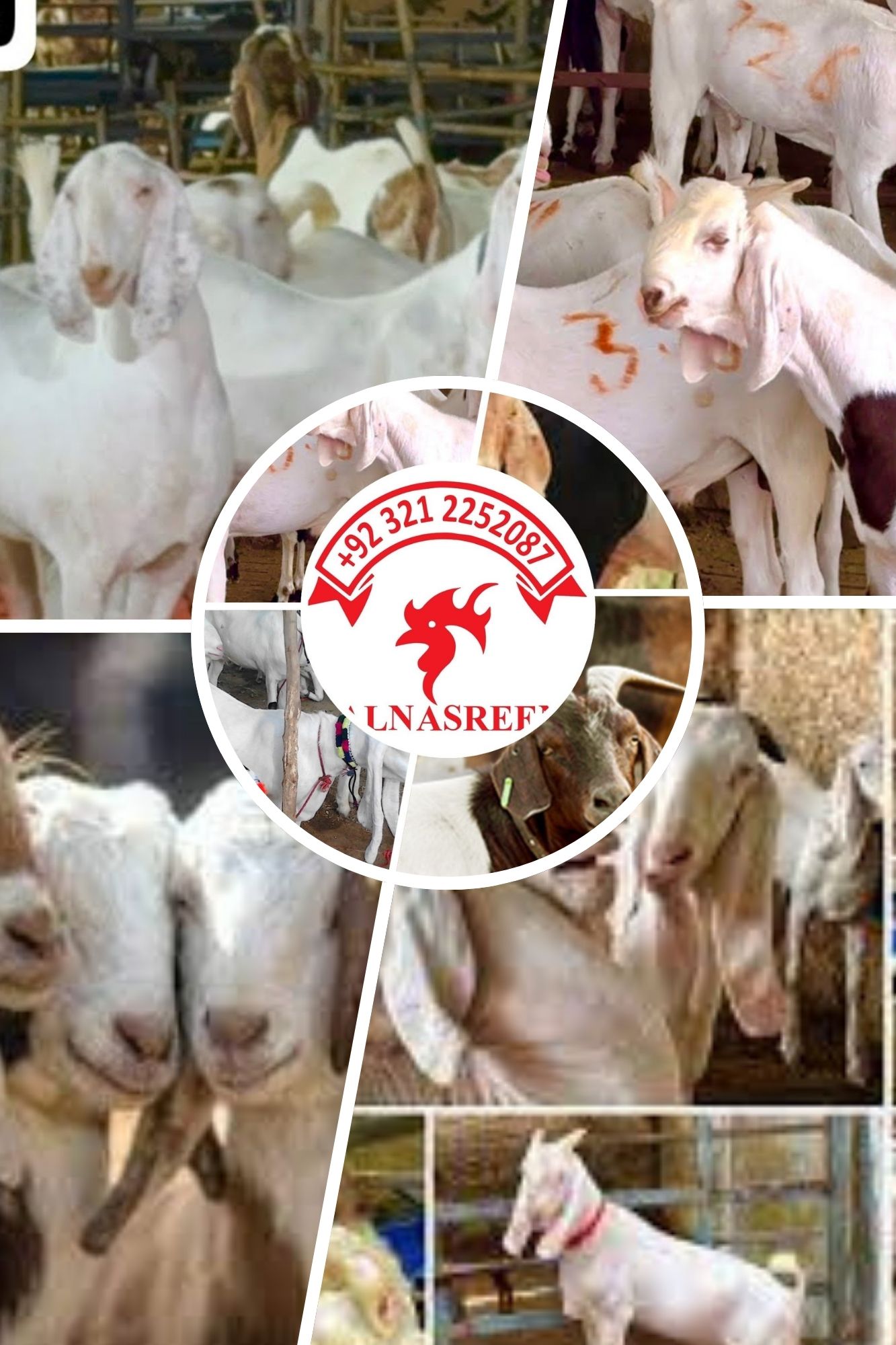 Sadqa Bakra Online Service Karachi