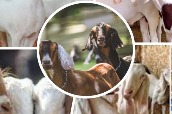 Donate A Goat For Orphans And Widows