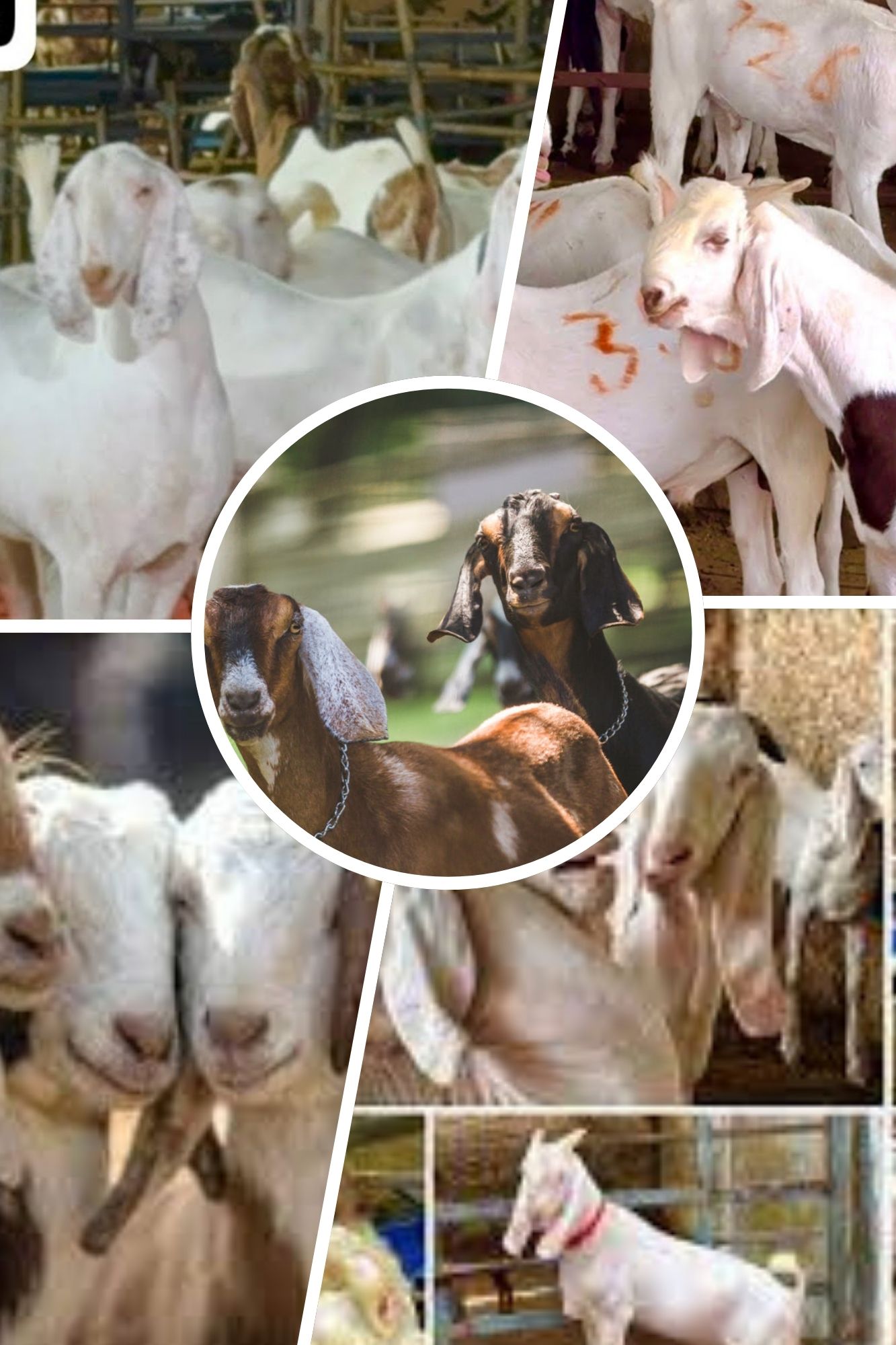 Donate A Goat For Orphans And Widows