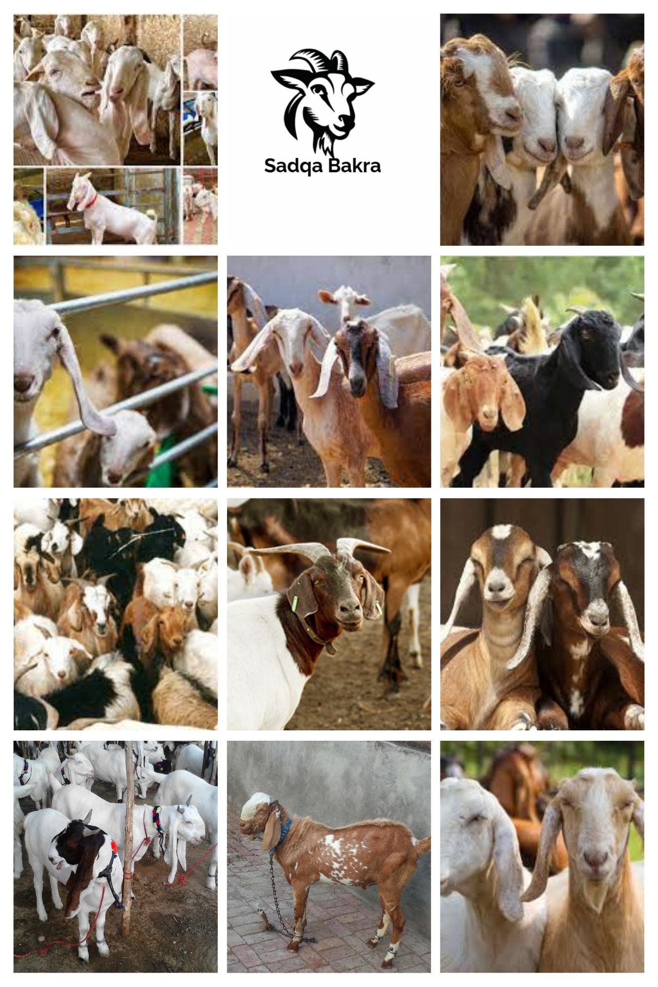 Donate Aqiqa Bakra Online Karachi With ALNASREEN