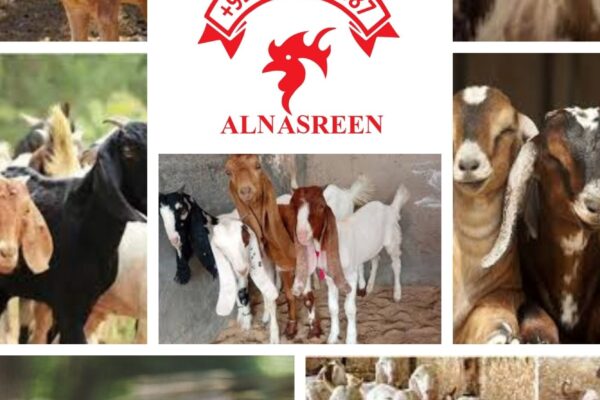 Donate A Goat Netherlands – Online Sadqa And Charity Service