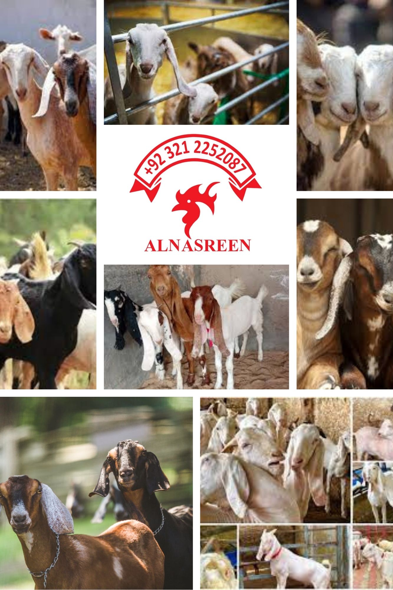 Donate A Goat Netherlands – Online Sadqa And Charity Service