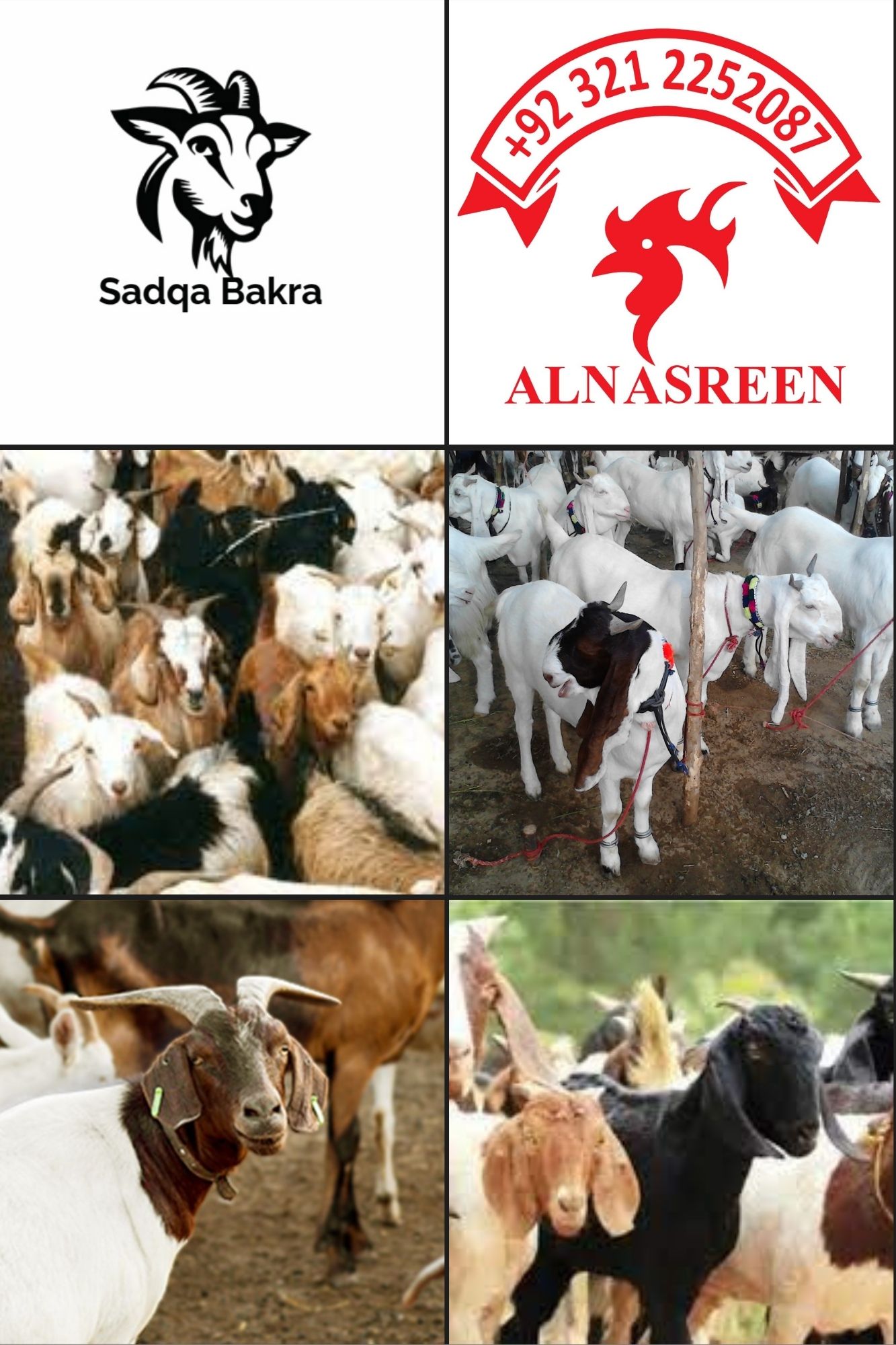 Sadqa Bakra Price In Lahore Today