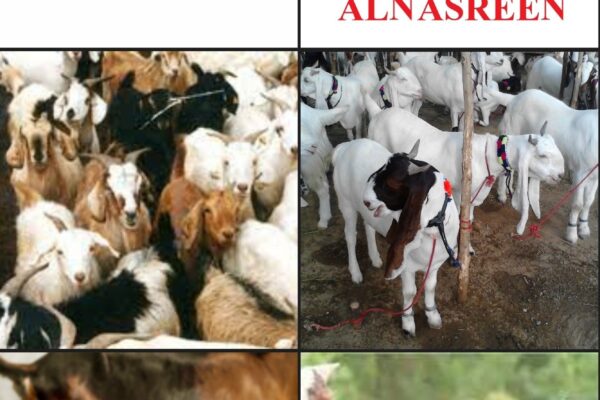 Donate For Sadqa Bakra At The Best Price In Pakistan