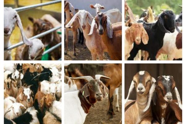 Donate Qurbani Online – 0321-2252087 ALNASREEN