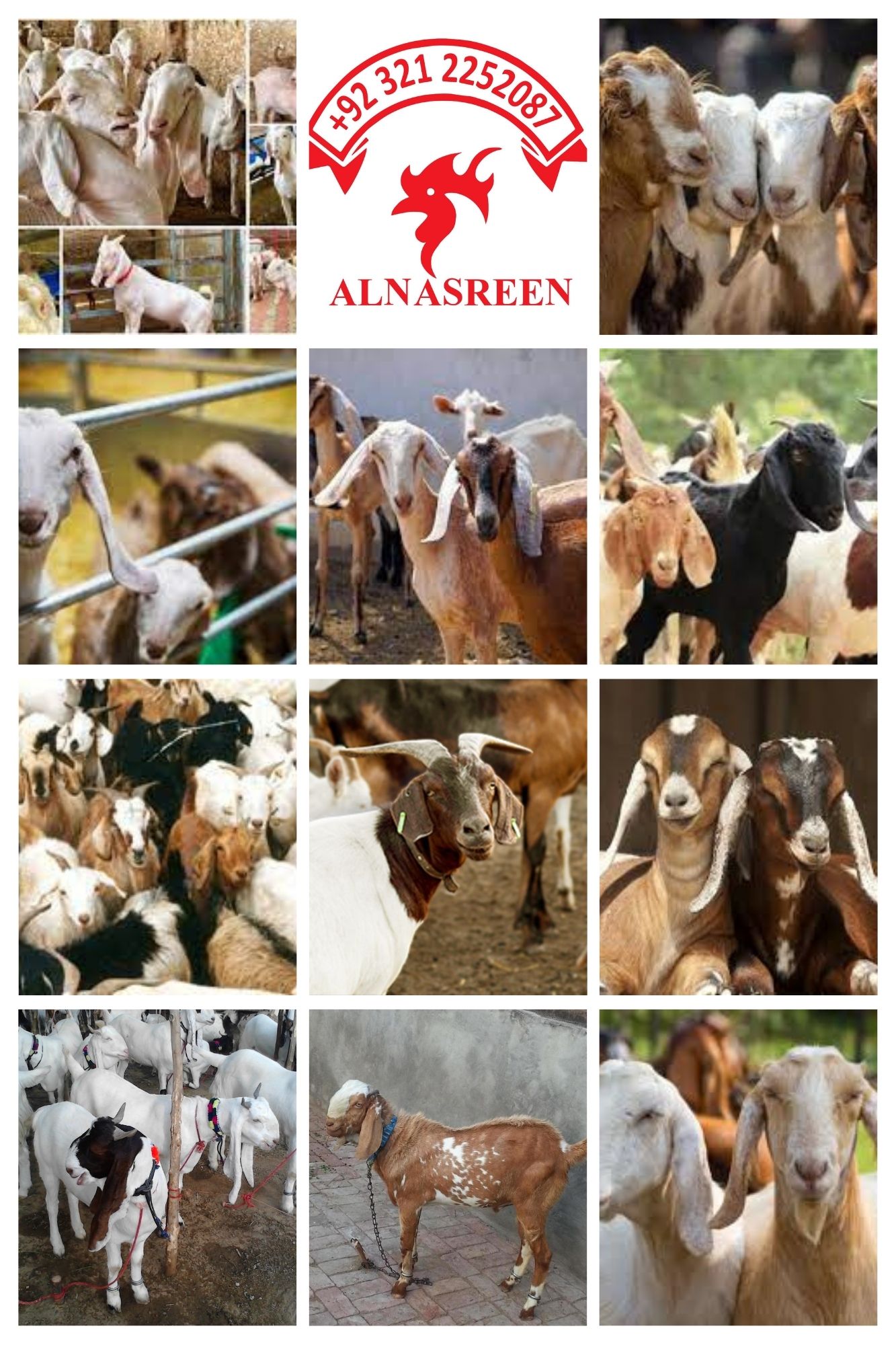 Aqiqa Bakra For Needy ALNASREEN